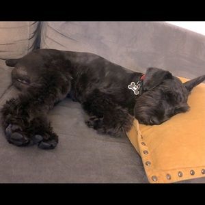 Meet your Posher, Gulya